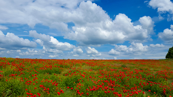 Poppies growing in a field in Ibiza