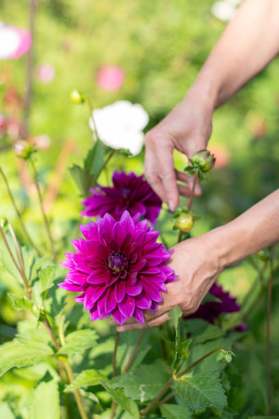 istock female gardener selects a blooming purple Thomas A. Edison dahlia from a bush for a bouquet, decorative luxury in garden 1998088708