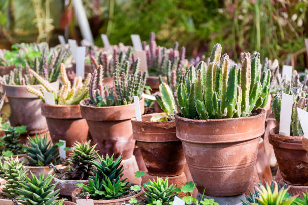 istock Succulent plants in Greenhouse 1998098802