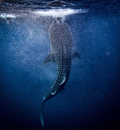 Whale shark in from Lombok to Komodo, Indonesia