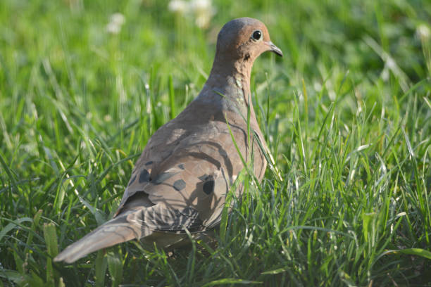 Summer closeup of a North American mourning dove quietly resting in a grassy meadow habitat.