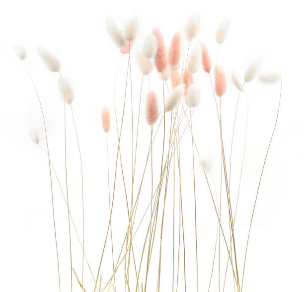 istock White and pink fluffy bunny tails grass isolated on white background. 1998125720