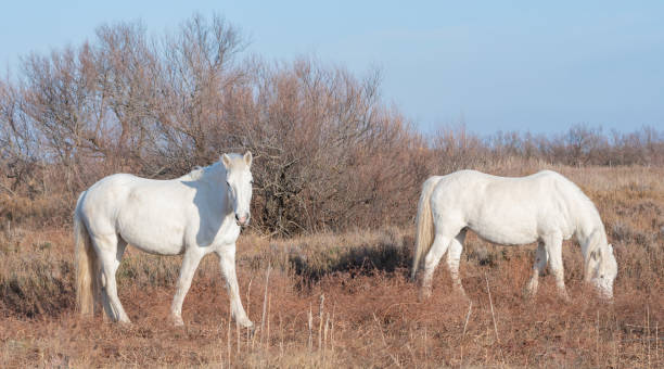 istock White horses from Camargue. 1998128924