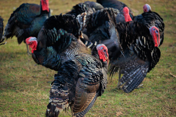 Flock of Turkey bird in Albanian fields
