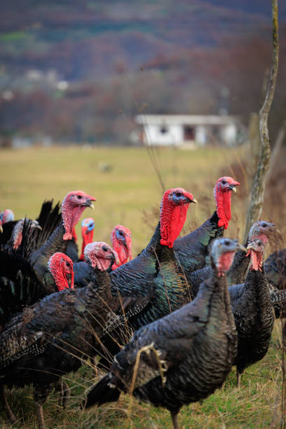 Flock of Turkey bird in Albanian fields