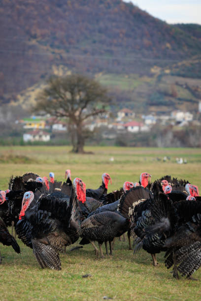 istock Turkey bird in Albania 1998144219