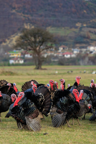 istock Turkey bird in Albania 1998144224