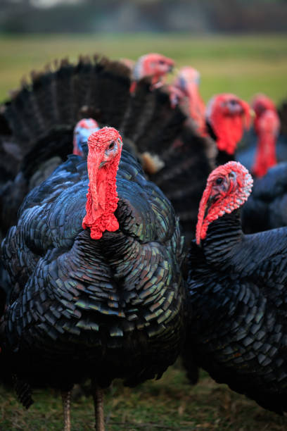 istock Turkey bird in Albania 1998144226