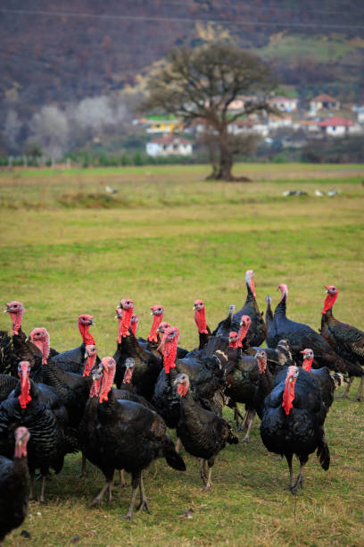 istock Turkey bird in Albania 1998144228