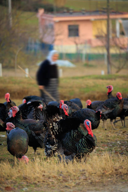 Flock of Turkey bird in Albanian fields
