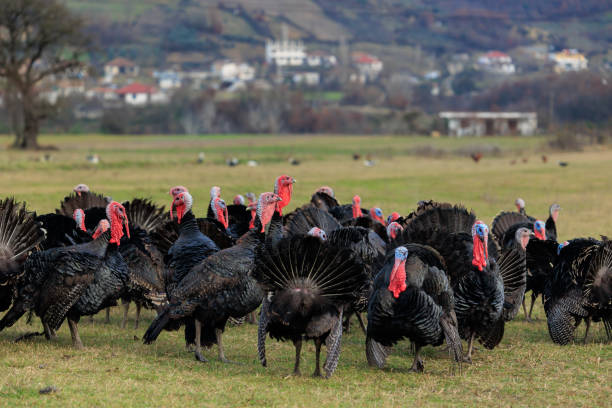 istock Turkey bird in Albania 1998144253