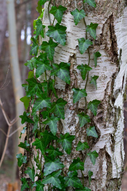 istock Ivy on the bark of a birch tree 1998147496