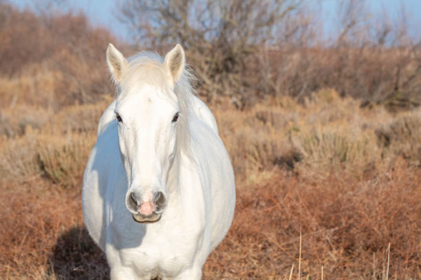 White horse from Camargue in the south of France. Horses raised in freedom in the middle of the Camargue bulls in the ponds of Camargue. Trained to be ridden by guardians.