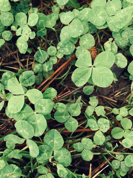 istock Lucky Find - Four Leaf In The Pines 1998236698