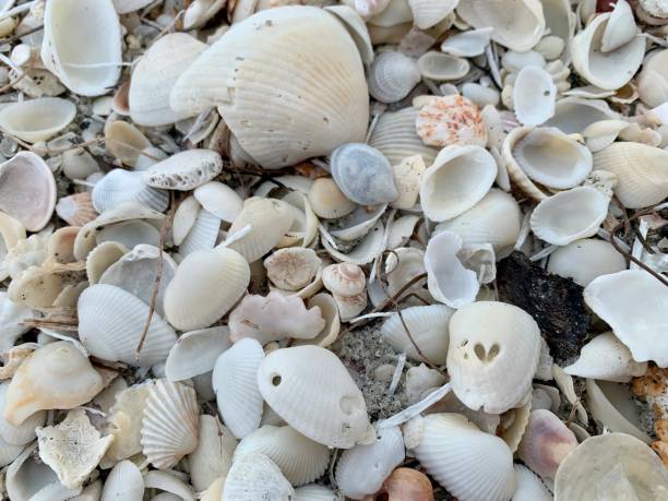 istock Love, Seashells-Heart Hidden 1998237211
