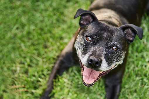 Close-up portrait of a cute Staffordshire bull terrier smiling while lying outside on a some grass in its backyard in summer