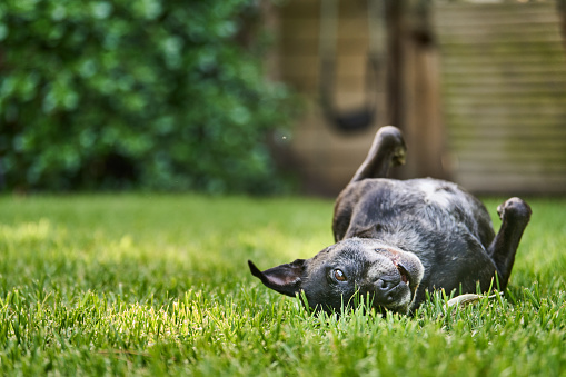 Cute Staffordshire bull terrier rolling around on some grass outside in its backyard in summer