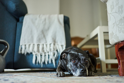Cute Staffordshire bull terrier lying on a rug in a living room at home and waiting for its owner
