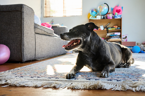 Adorable Staffordshire bull terrier lying on a rug in a living room at home and waiting for its owner