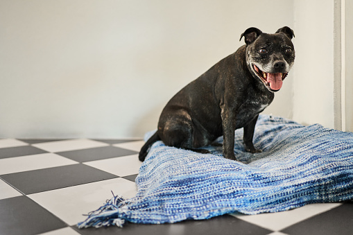 Adorable Staffordshire bull terrier sitting on his pet bed on a tiled kitchen floor a at home and waiting for its owner