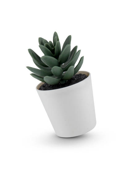 istock Succulent in Pot isolated on white background 1998257925