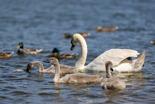 grey chicks of the white sibilant swan with grey down, young small swans with adult swans parents