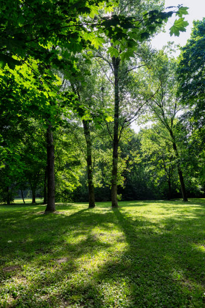 istock beautiful maple tree foliage with green foliage 1998279724