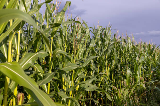 istock harvest corn for sale and income 1998279725