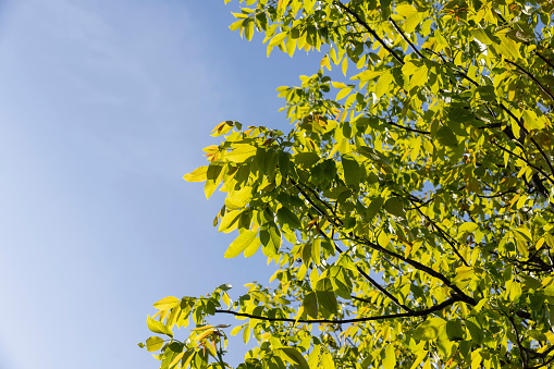 the first beautiful walnut foliage in close-up against a blue sky background, yellow-green walnut foliage in a fruit garden