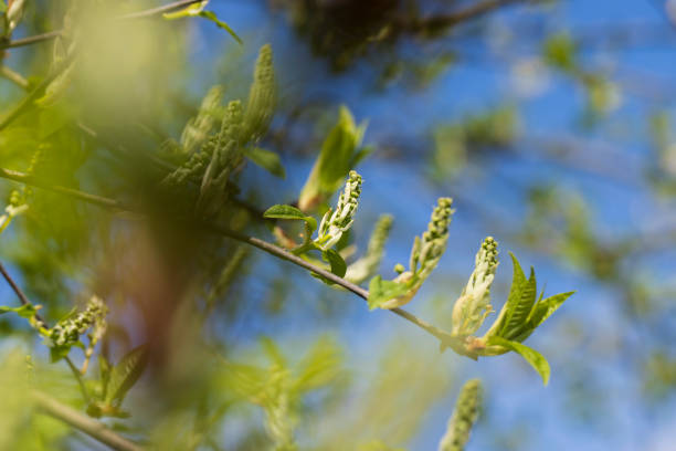 the branches of the bird cherry tree in the spring season, the branches of the bird cherry with the first foliage in sunny weather