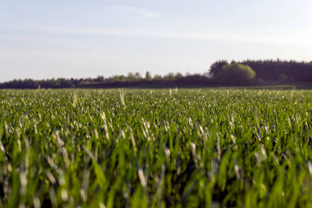 green young wheat in the field in the spring, a large number of green wheat sprouts in the spring season