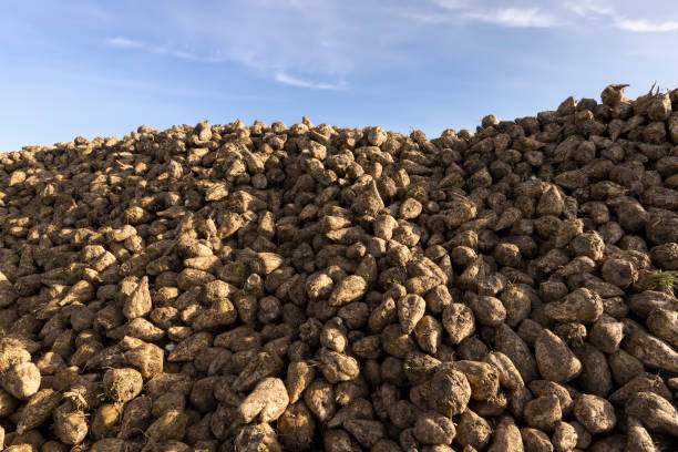 A detailed view of a sugar beet harvester stacking beets into its vehicle storage compartment under a colorful sunset sky. The machinery works efficiently in a vast agricultural field.