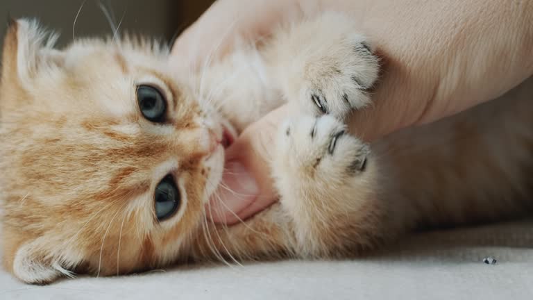 The owner plays with a pet - a red kitten. Cat bites and licks a finger