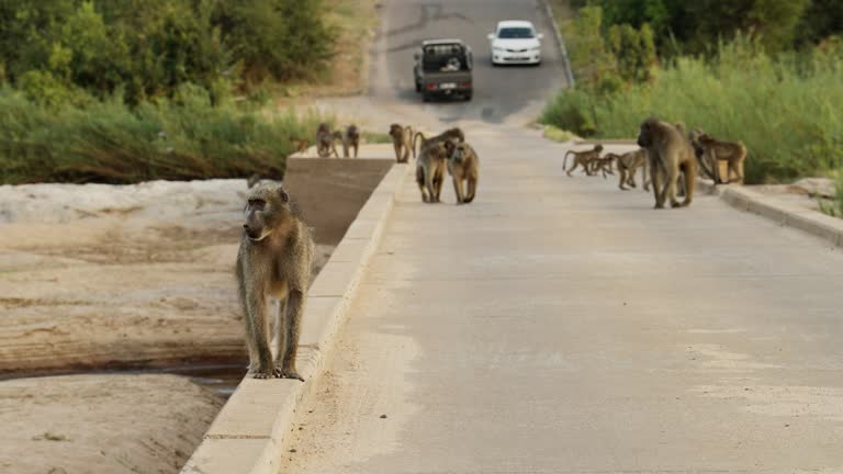 Tourist cars driving by baboons walking on a road in a wildlife reserve