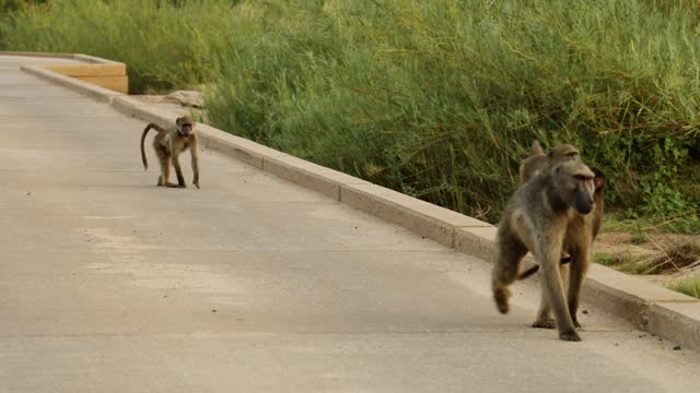 Baboon troop walking on a road in a wildlife reserve