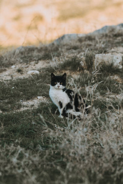 istock Stray Cat Camouflaged Among the Grass in Countryside 1998290856