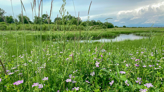 Summer landscape with meadow and wildflowers on the river bank
