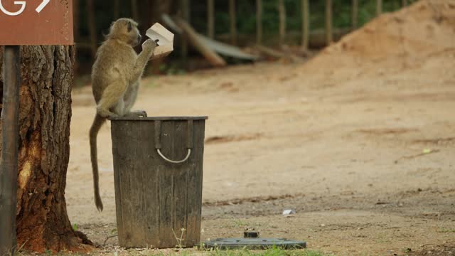 Baboon scavenging  for food left by tourists in a garbage bin
