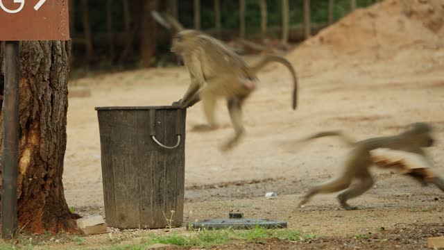 Baboon scavenging in a garbage bin for food left by tourists