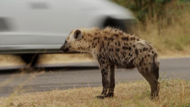 Watchful hyena standing by a road in a wildlife reserve