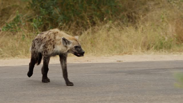 Hyena walking with a piece of garbage in its mouth in a wildlife reserve