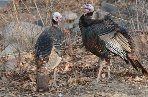 Early spring capture of a pair of wild turkey gobblers standing together in a rocky field habitat.