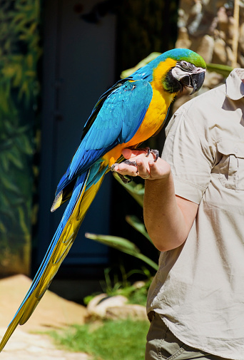 Blue parrot standing on a hand of a trainer