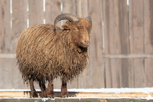 Male pygmy sheep. Most Ouessant sheeps are black or dark brown in color wool.