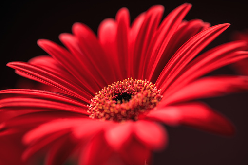 Close-up of a beautiful red Gerbera flower on a dark background. Space for copy.