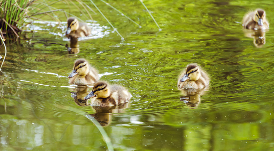 Wild duck family of mother bird and her chicks swimming on lake water