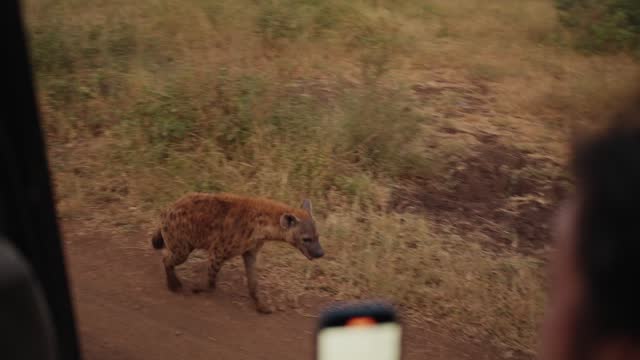 Young man taking photos of hyenas during a safari drive at dusk