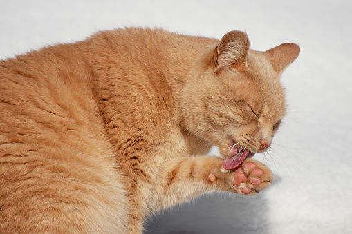 A red cat licks its paw. Stray cat in the snow. Cat's paw and tongue.