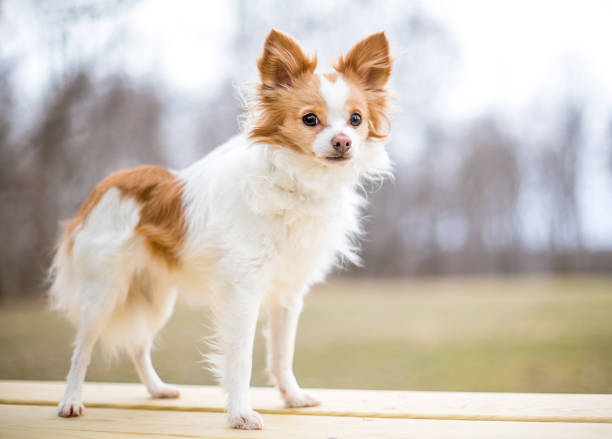 un lindo perro mestizo chihuahua x papillon de pelo largo - long haired chihuahua mixed breed dog purebred dog long hair fotografías e imágenes de stock