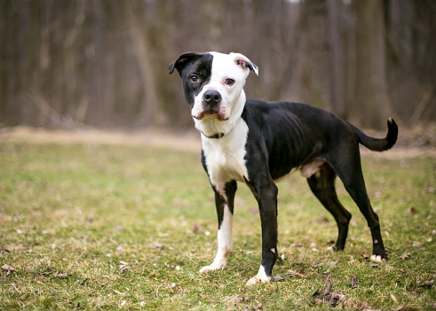 A malnourished American Bulldog x Pit Bull Terrier mixed breed dog standing outdoors